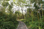 竹林小路