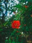 石榴花
