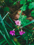 小花
