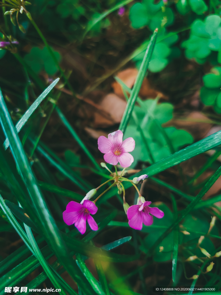 小花