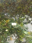 树木  花树