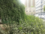 绿树 绿树木