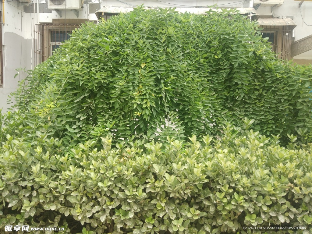 树木