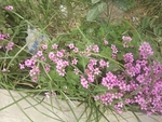 野花 野草