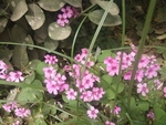 野花 小花朵