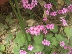 野花