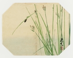 柴田是真版画
