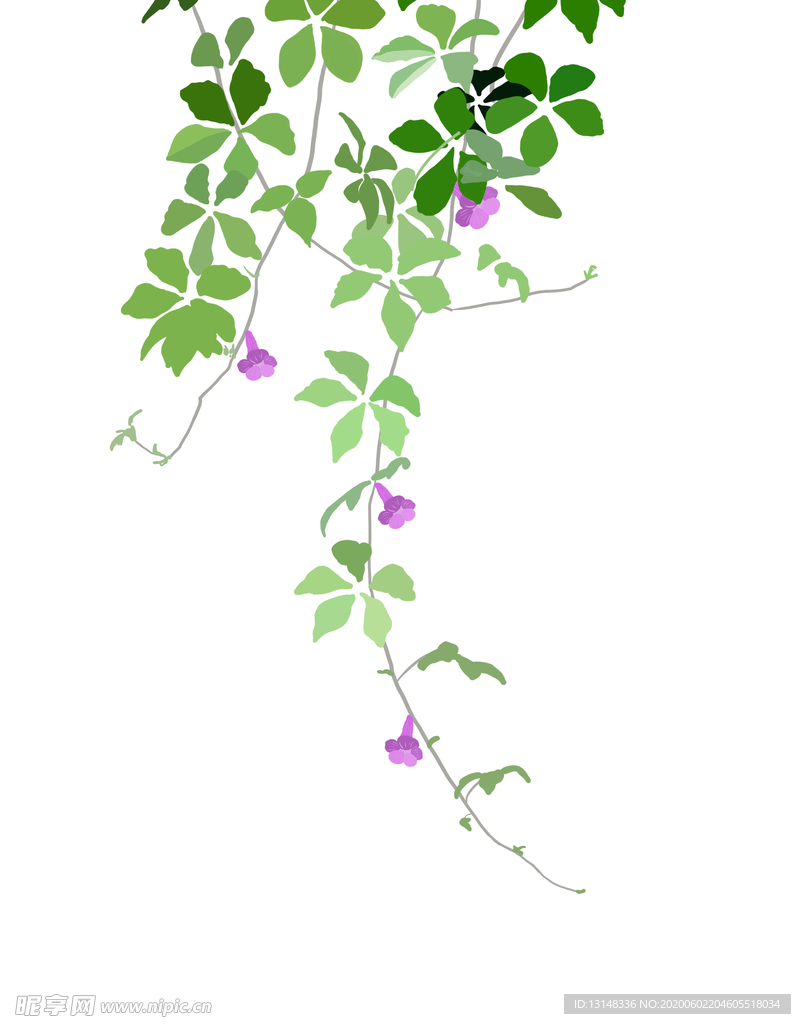 牵牛花