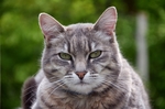 猫 家猫