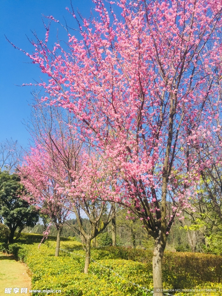 桃花盛开