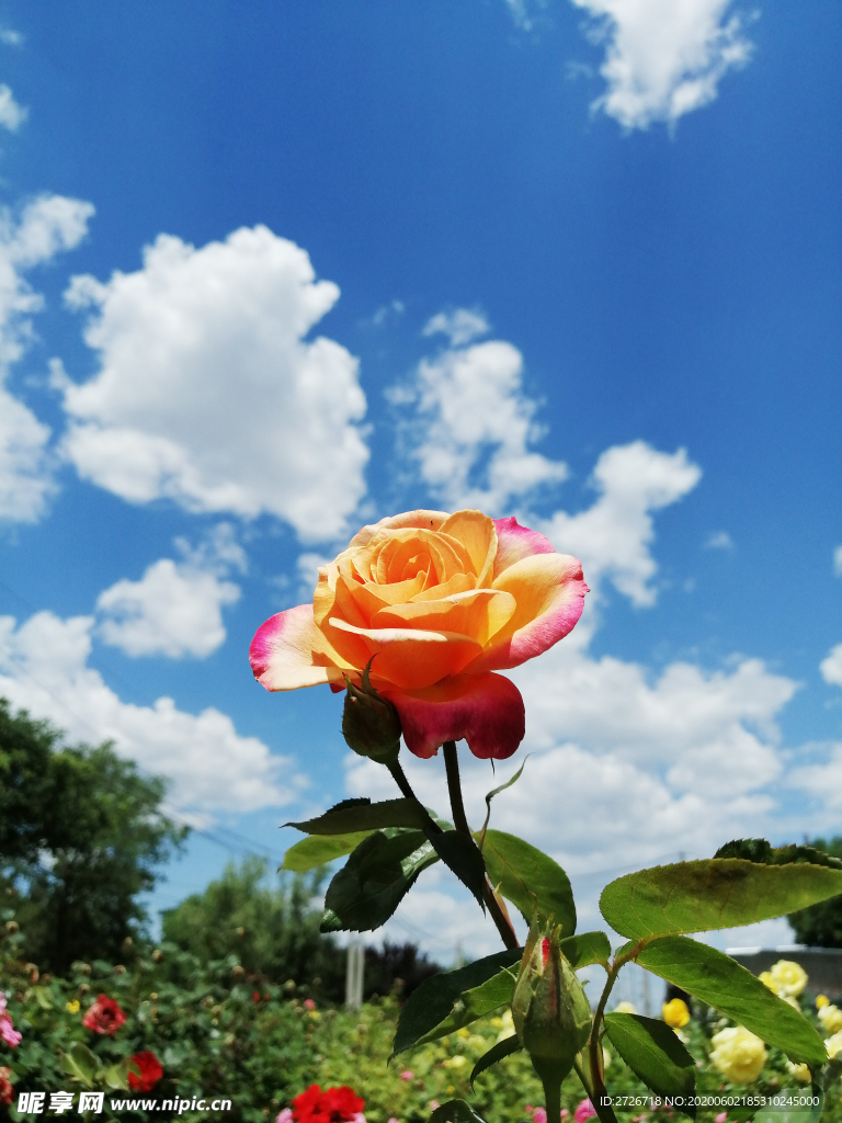 月季花