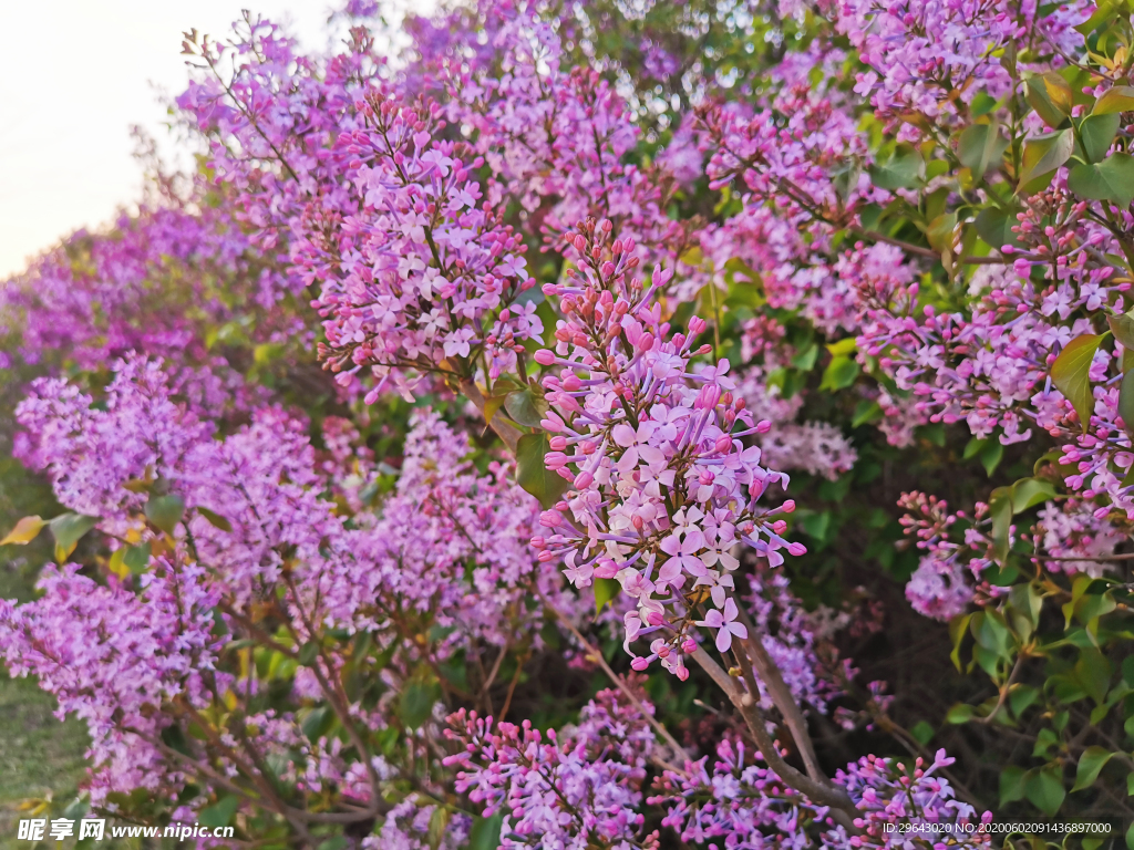 盛开的丁香花