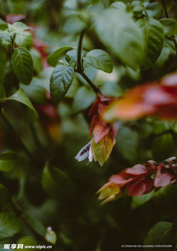 植物绿色森林文艺背景素材