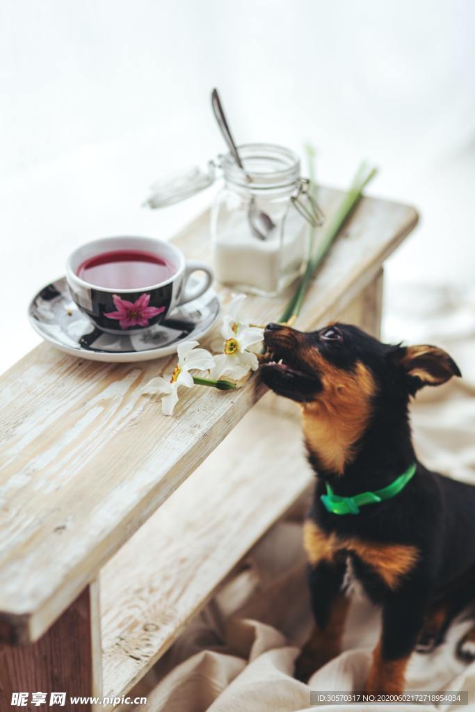 茶