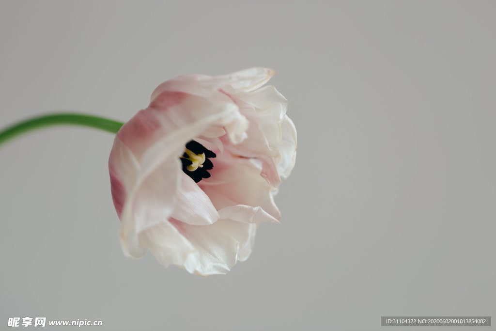 粉色鲜花