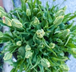花草