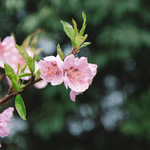 桃花朵朵开