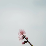 桃花枝