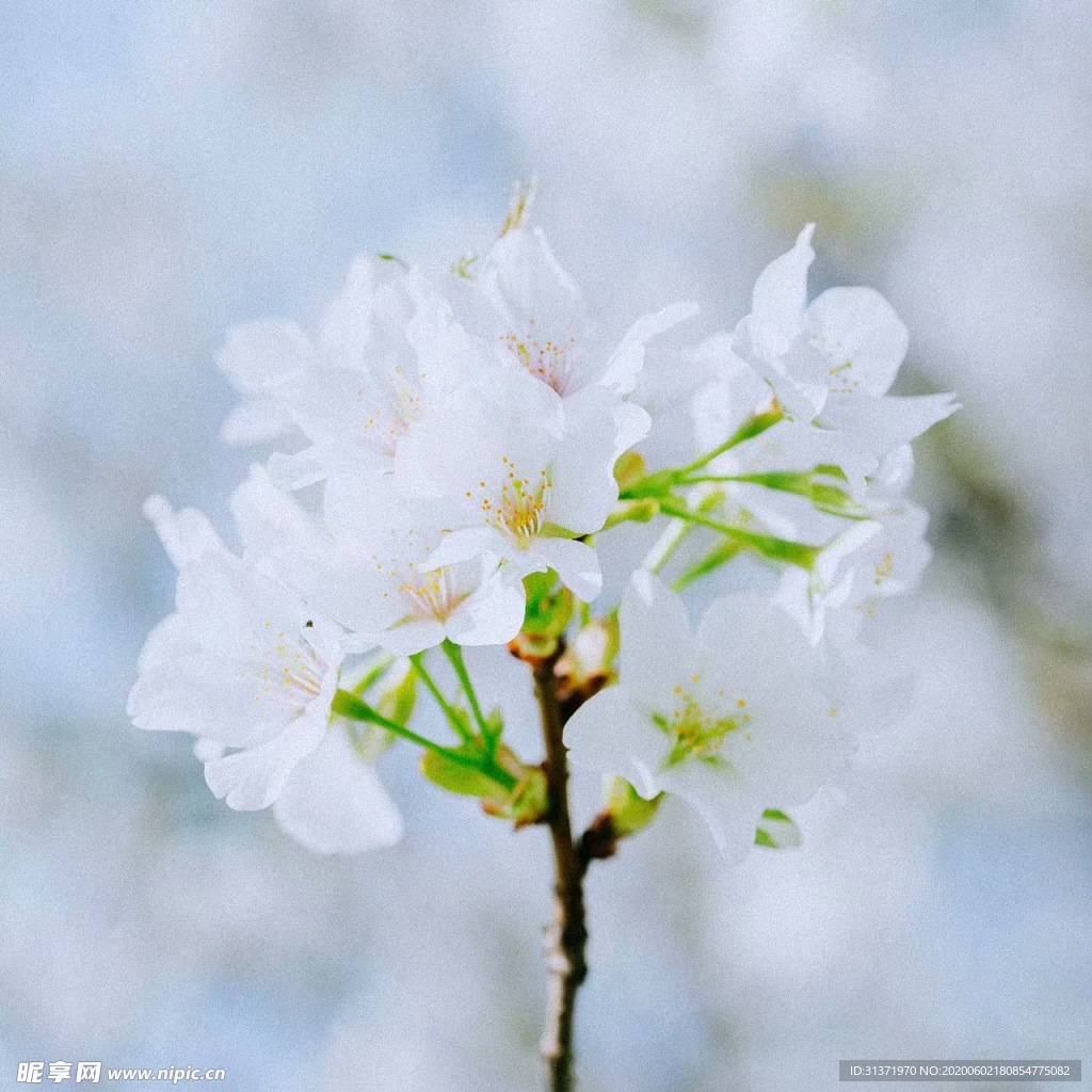 樱花