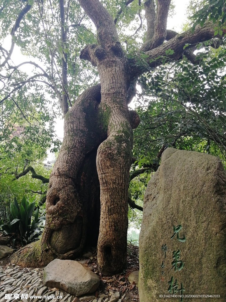 兄弟树