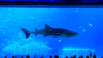 水族馆大鲨鱼
