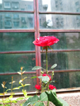 独支 一支 月季花