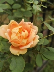 月季花  花卉  素材