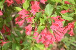 红王子锦带花