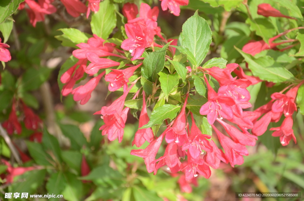 红王子锦带花