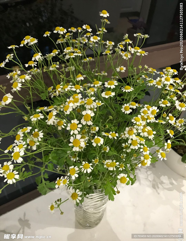 洋甘菊