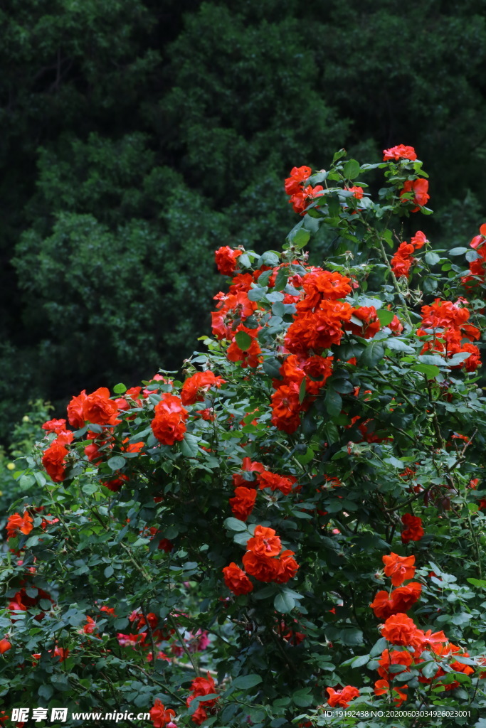 月季花
