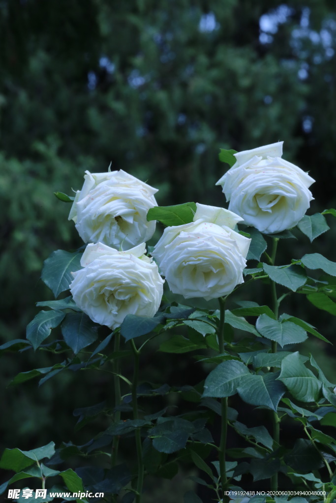 月季花
