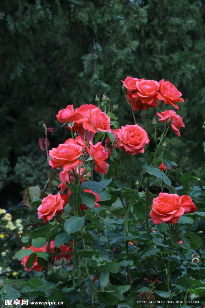 月季花