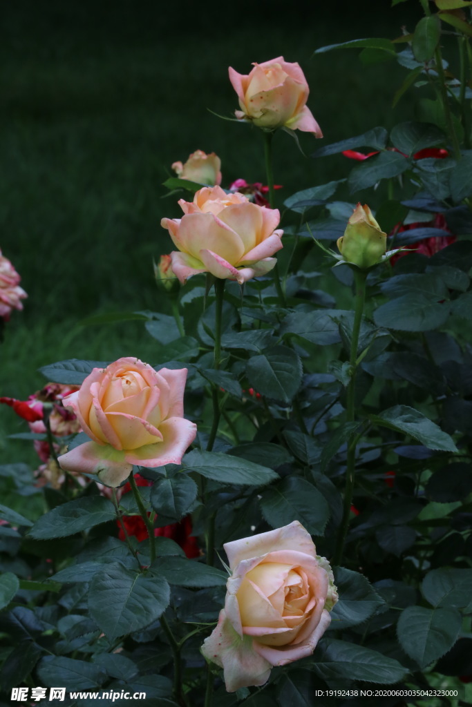 月季花