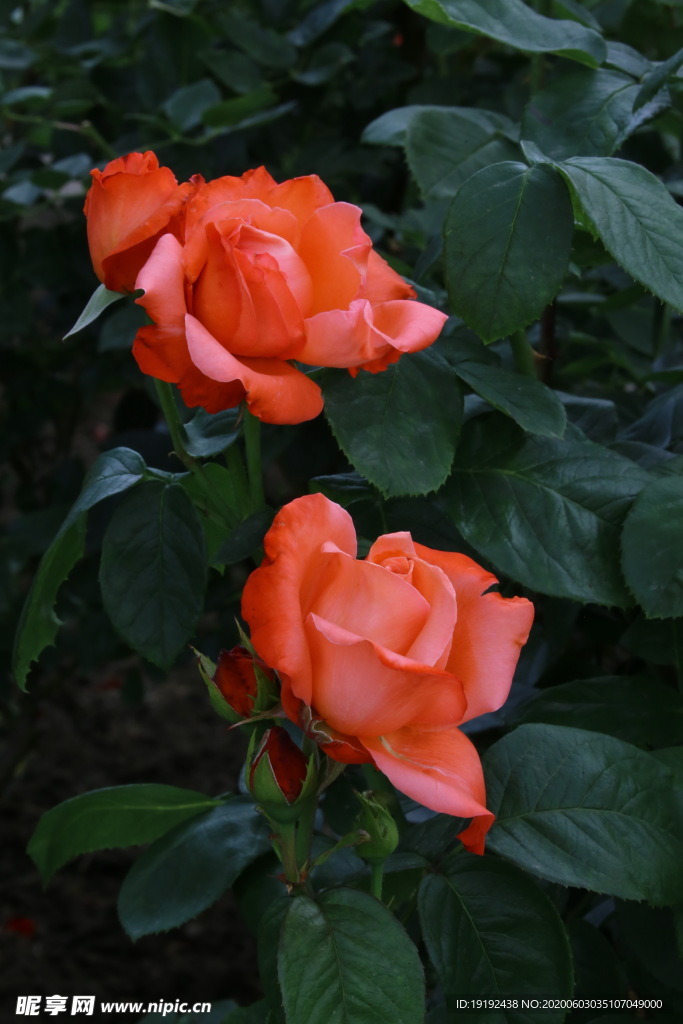 月季花