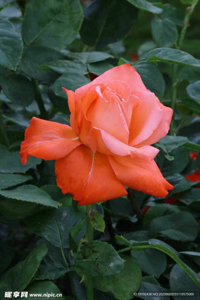 月季花