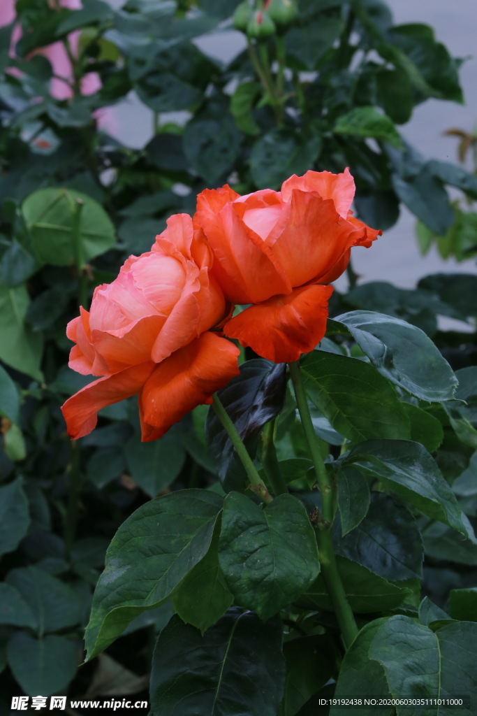 月季花