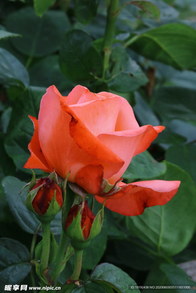 月季花