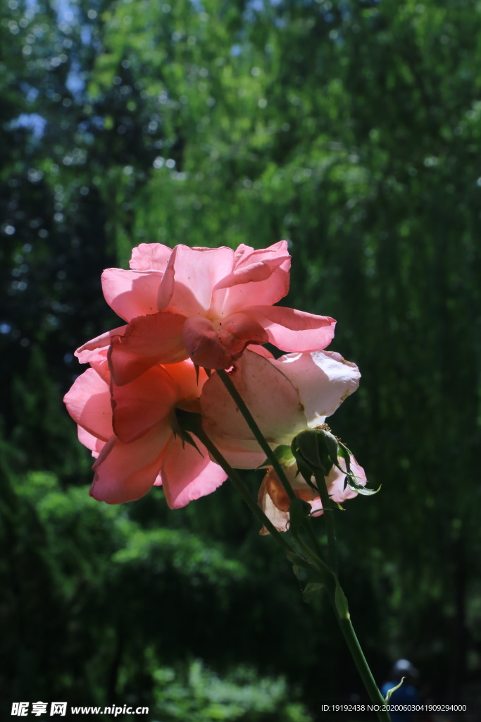 月季花