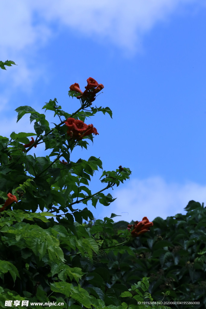 凌霄花