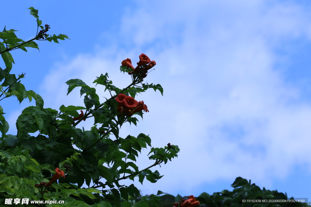 凌霄花