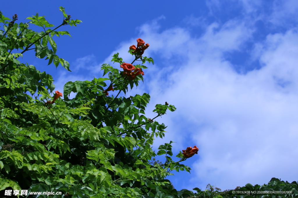 凌霄花