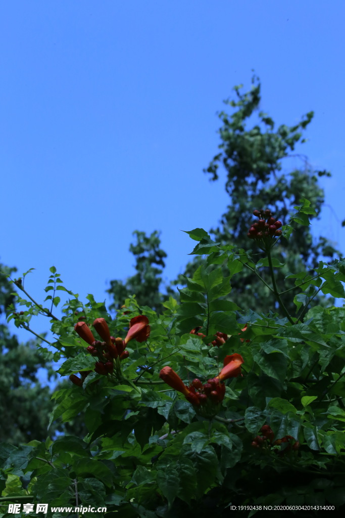 凌霄花