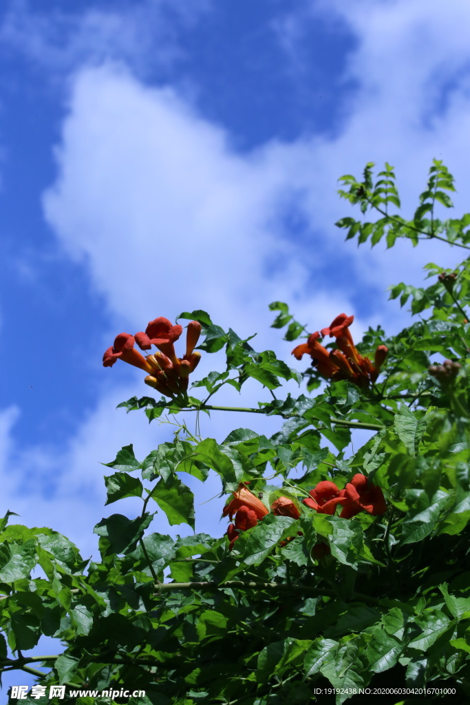 凌霄花