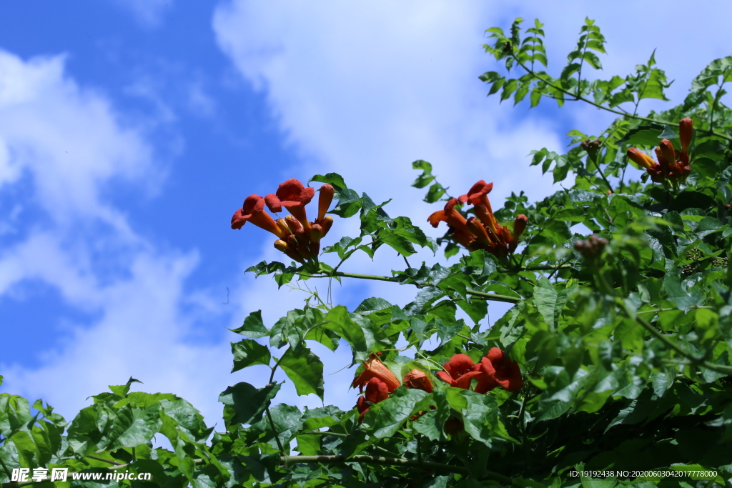 凌霄花