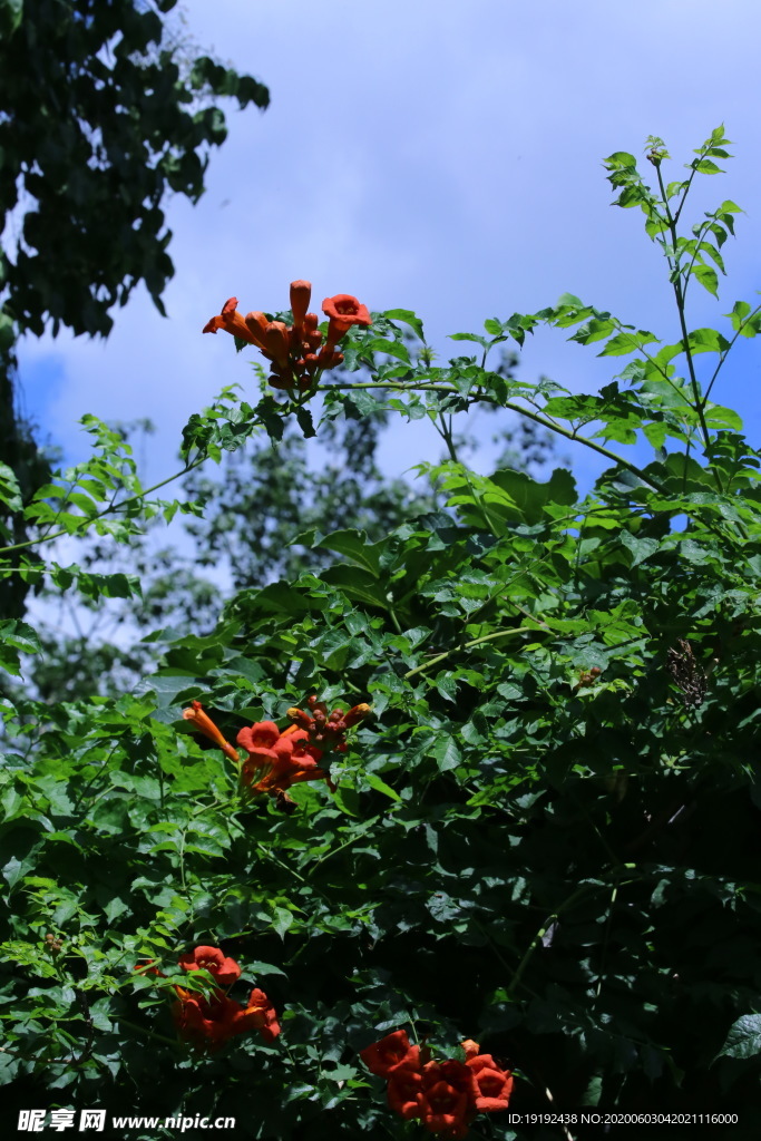 凌霄花