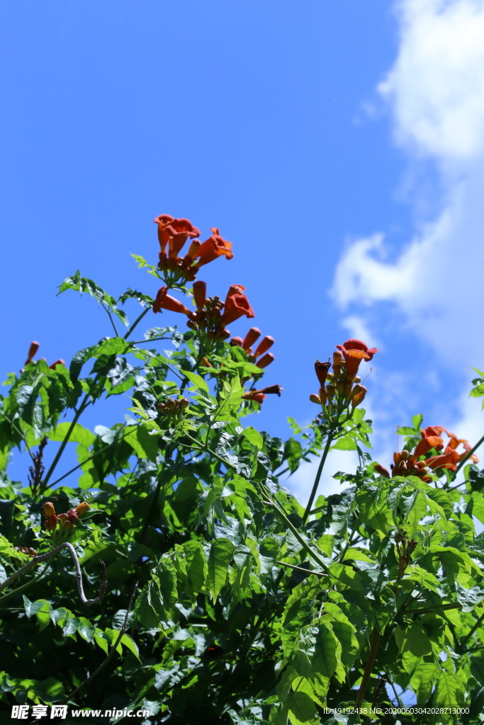 凌霄花