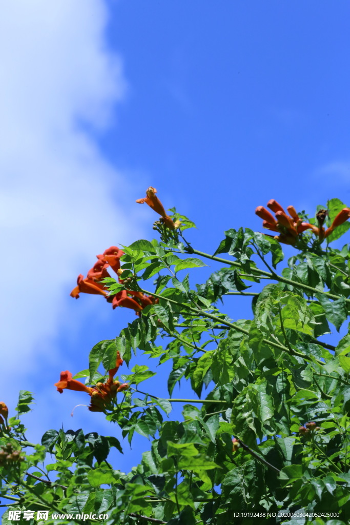 凌霄花