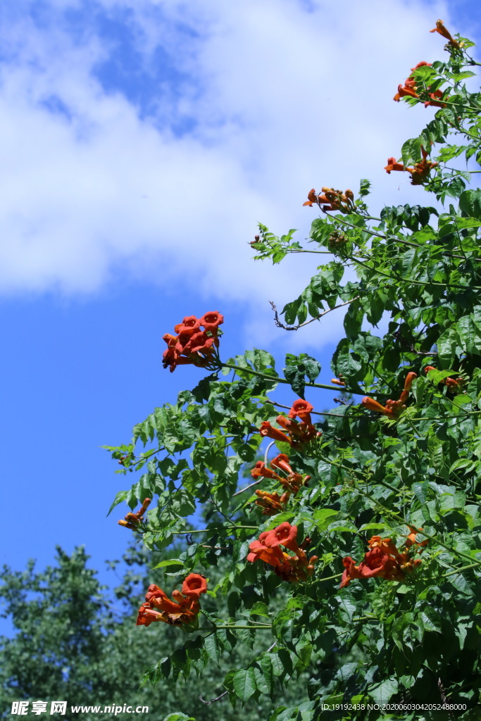 凌霄花