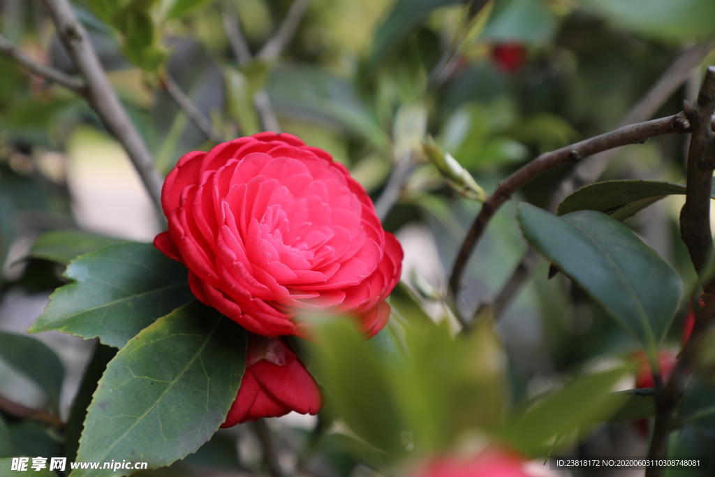 山茶花